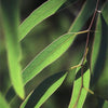 Eucalyptus 澳洲尤加利 - Certified Organic