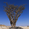 Frankincense 乳香 - Certified Organic