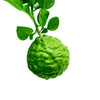 Bergamot (Bergaptene Free) 佛手柑 - Certified Organic