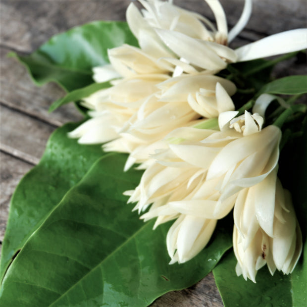Wellness Candle - Michelia Alba 220g 天然白蘭花療癒蠟燭