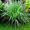 Lemongrass 檸檬草 - Certified Organic