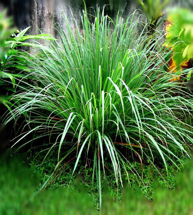 Lemongrass 檸檬草 - Certified Organic