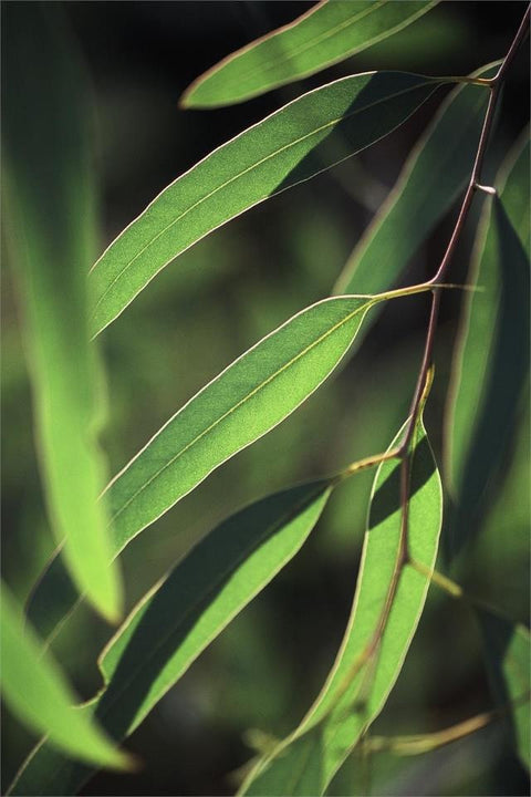 Eucalyptus 澳洲尤加利 - Certified Organic
