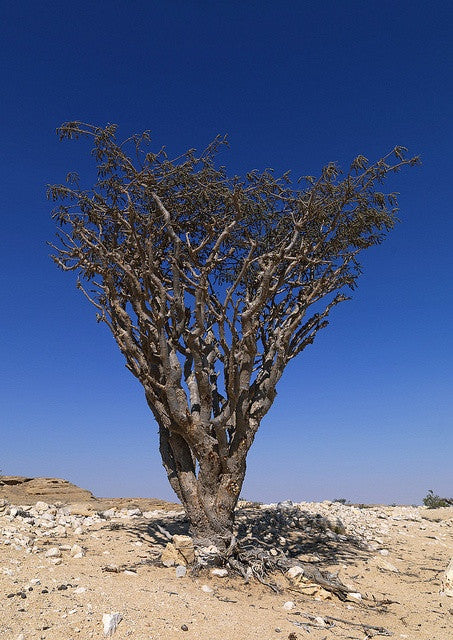 Frankincense 乳香 - Certified Organic
