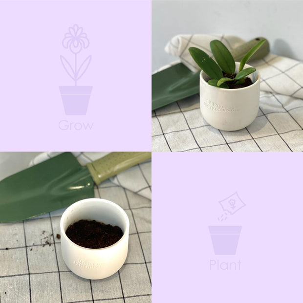 盆栽蠟燭 Plant Candle Kit / 固體香水膏 Solid Perfume