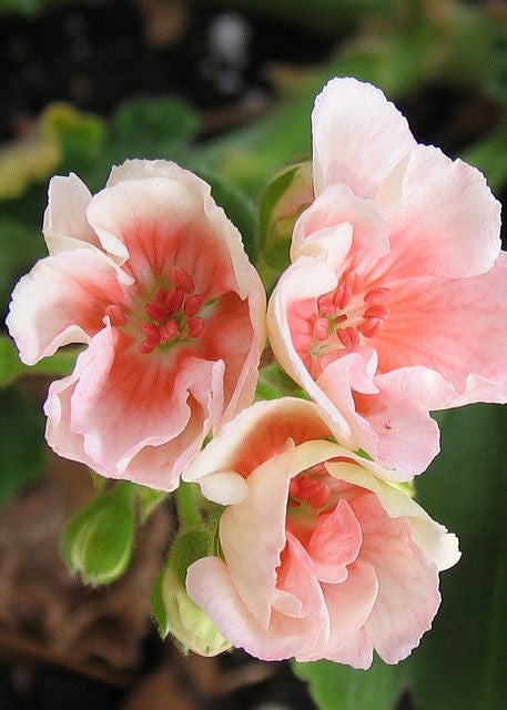 Geranium 天竺葵 - Certified Organic