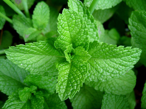 Peppermint 胡椒薄荷 - Certified Organic
