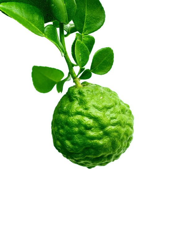 Bergamot (Bergaptene Free) 佛手柑 - Certified Organic