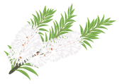Tea tree 茶樹 - Certified Organic